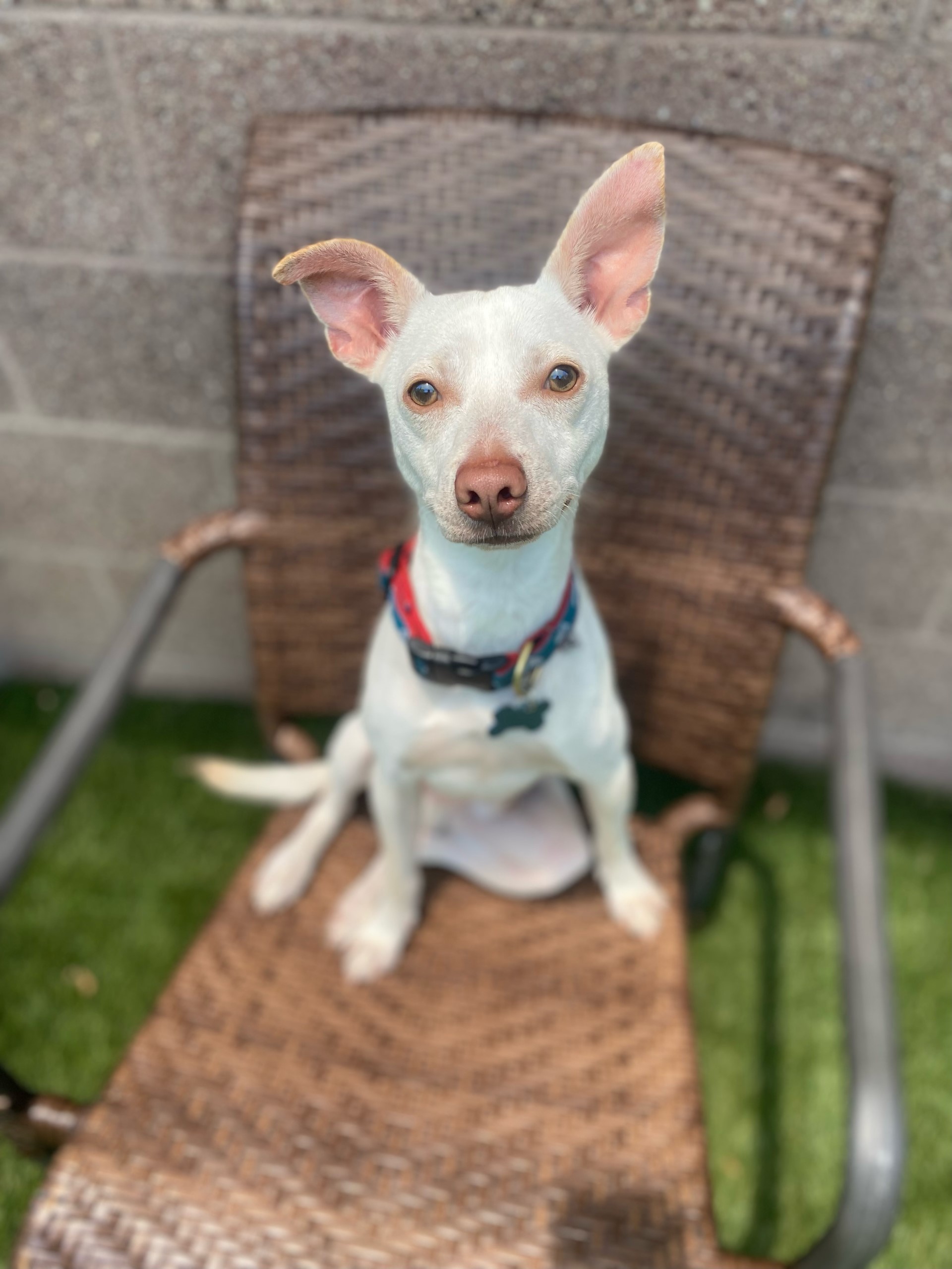 Pablo – PAWS of Coronado