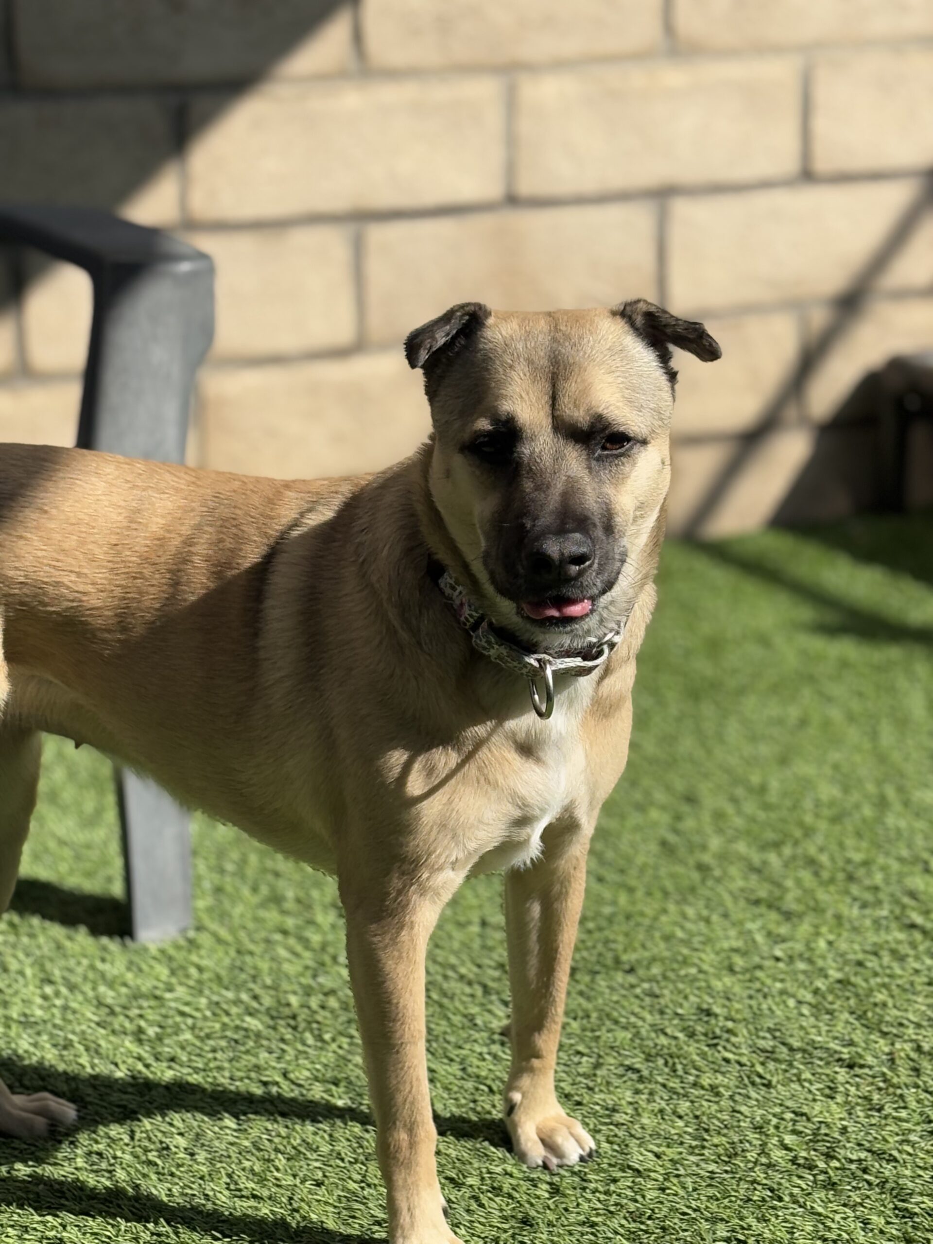 Momo – PAWS of Coronado