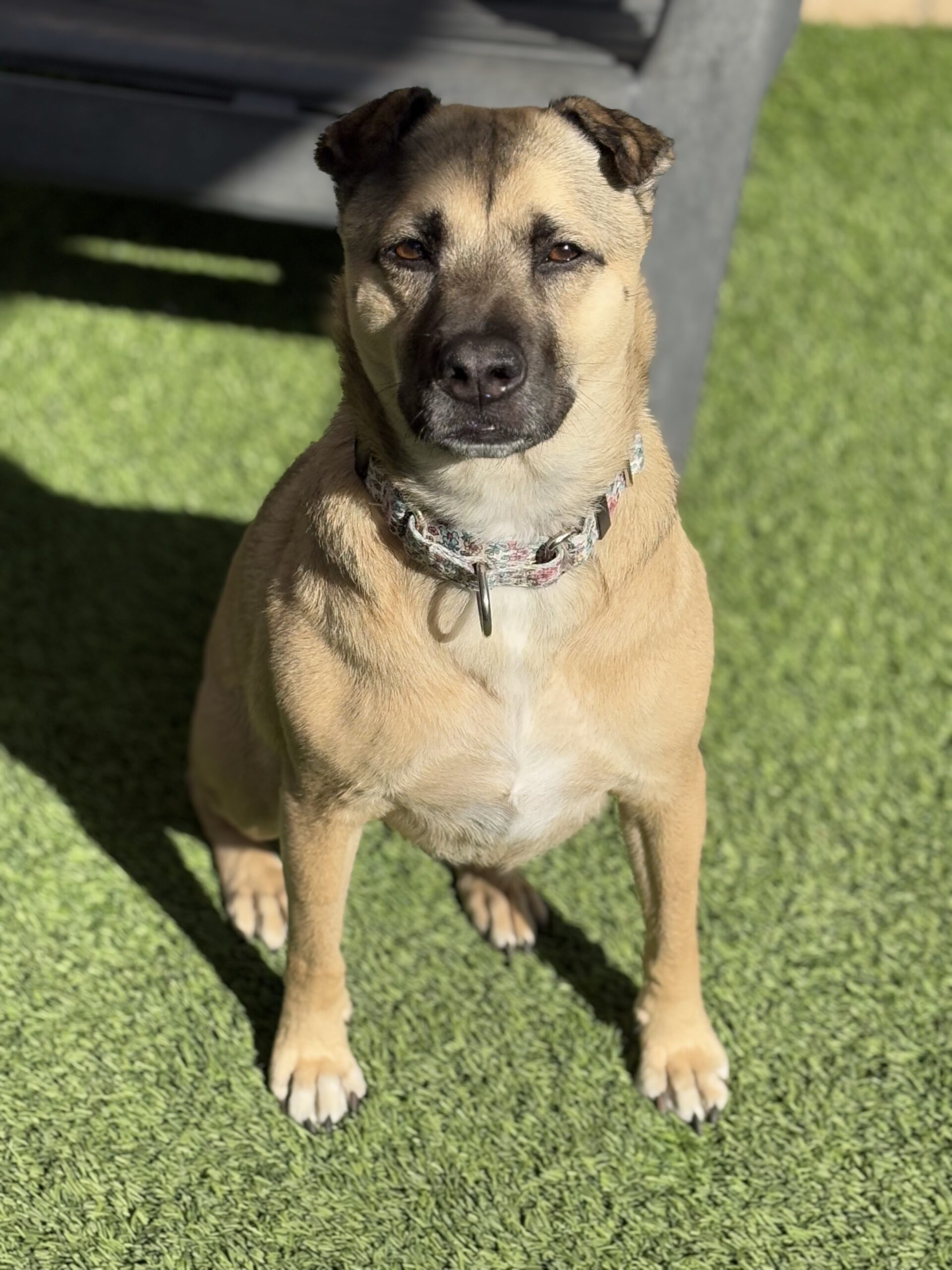 Momo – PAWS of Coronado