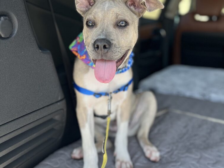 Chewy