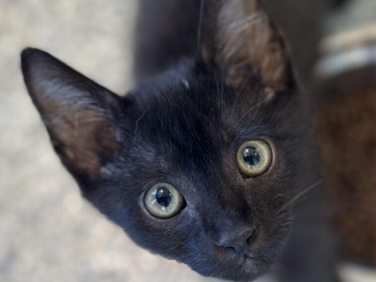 Bootsie