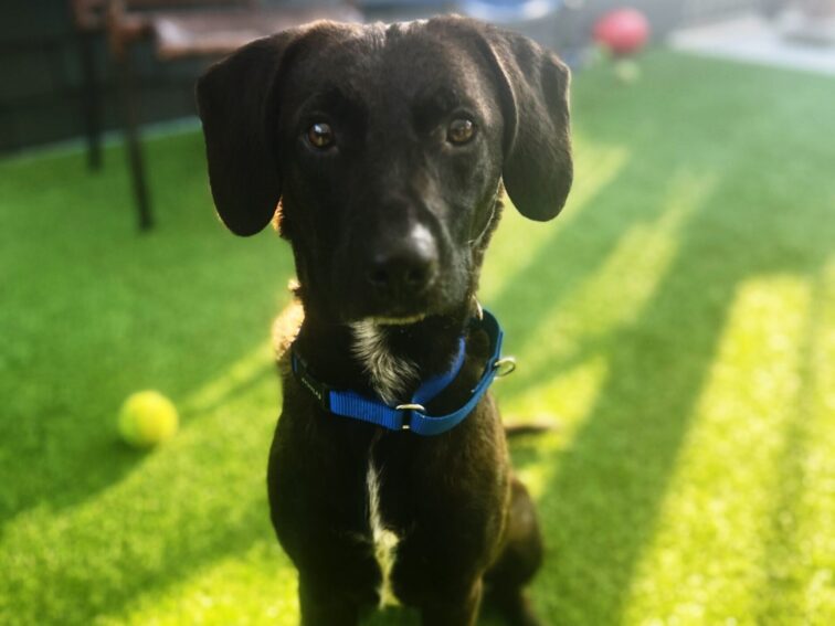 Tux