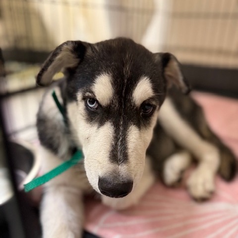 Kenai