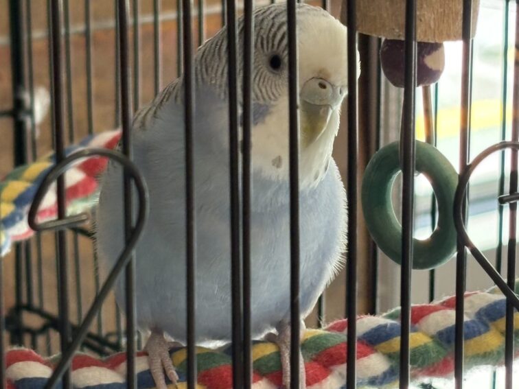 Rosalind
