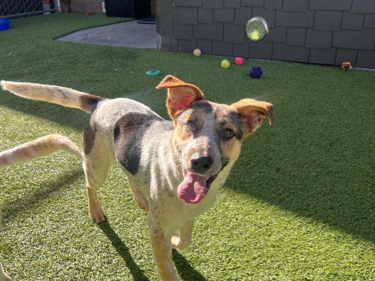 Rip short for Ripley