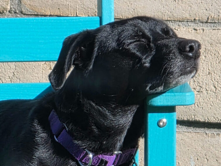 December 2025 Newsletter: Featuring Seven the Dog