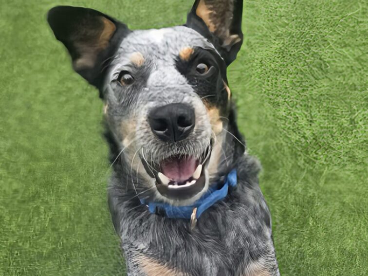 December 2025 Newsletter: Featuring Seven the Dog