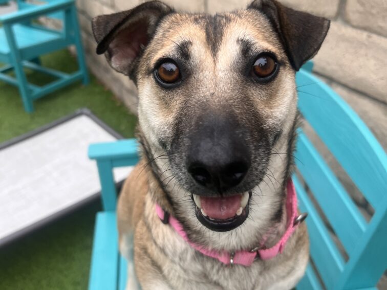 December 2025 Newsletter: Featuring Seven the Dog